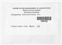 Polyporus schweinitzii image